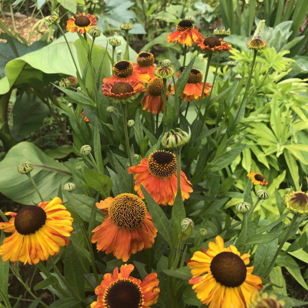 Are Heleniums easy to grow?