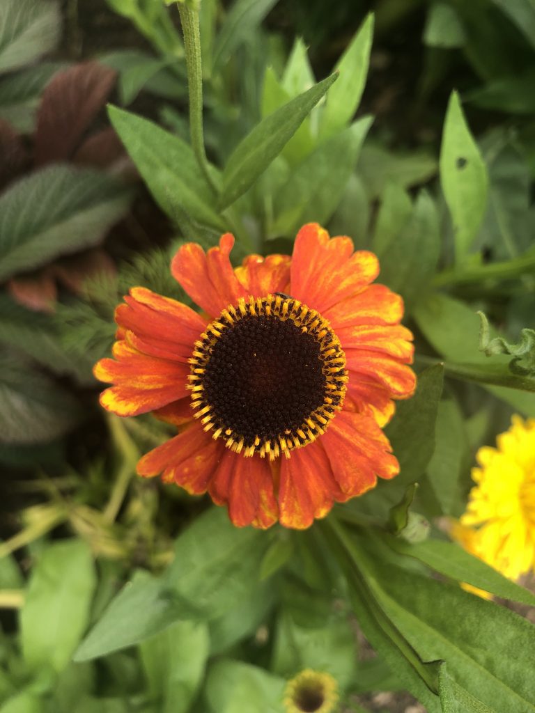 heleniums