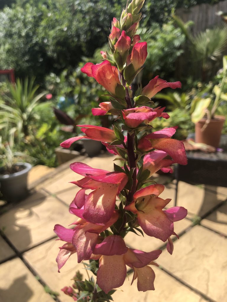 Digiplexis 'Falcon Fire'