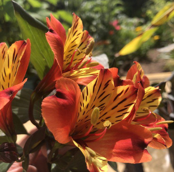 How to grow Alstroemeria ‘Indian Summer’