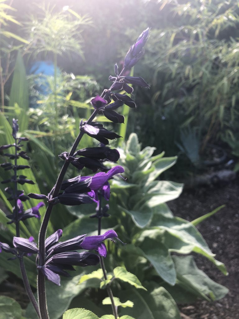 Salvia Amistad