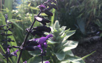 How to grow Salvia Amistad