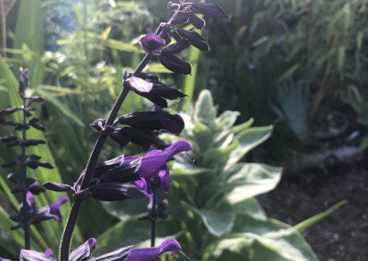 How to grow Salvia Amistad