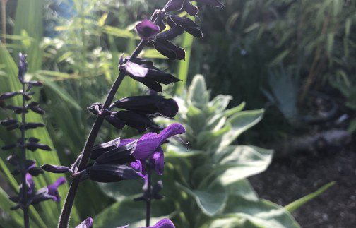 How to grow Salvia Amistad