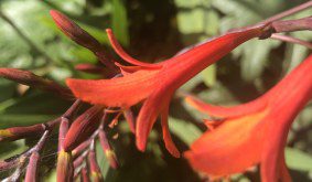 How to maintain Crocosmias