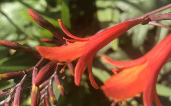 How to maintain Crocosmias