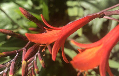 How to maintain Crocosmias