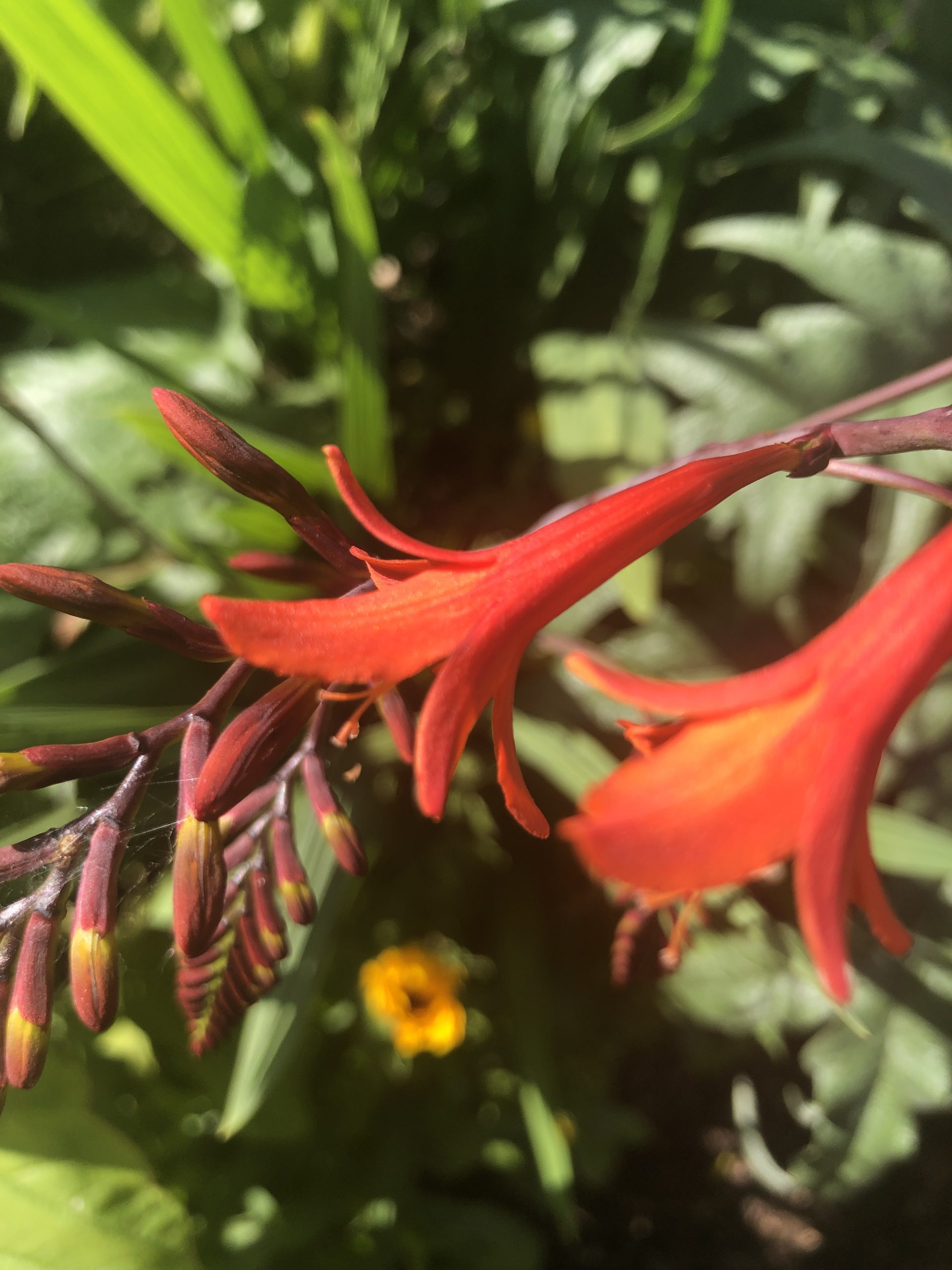 crocosmia