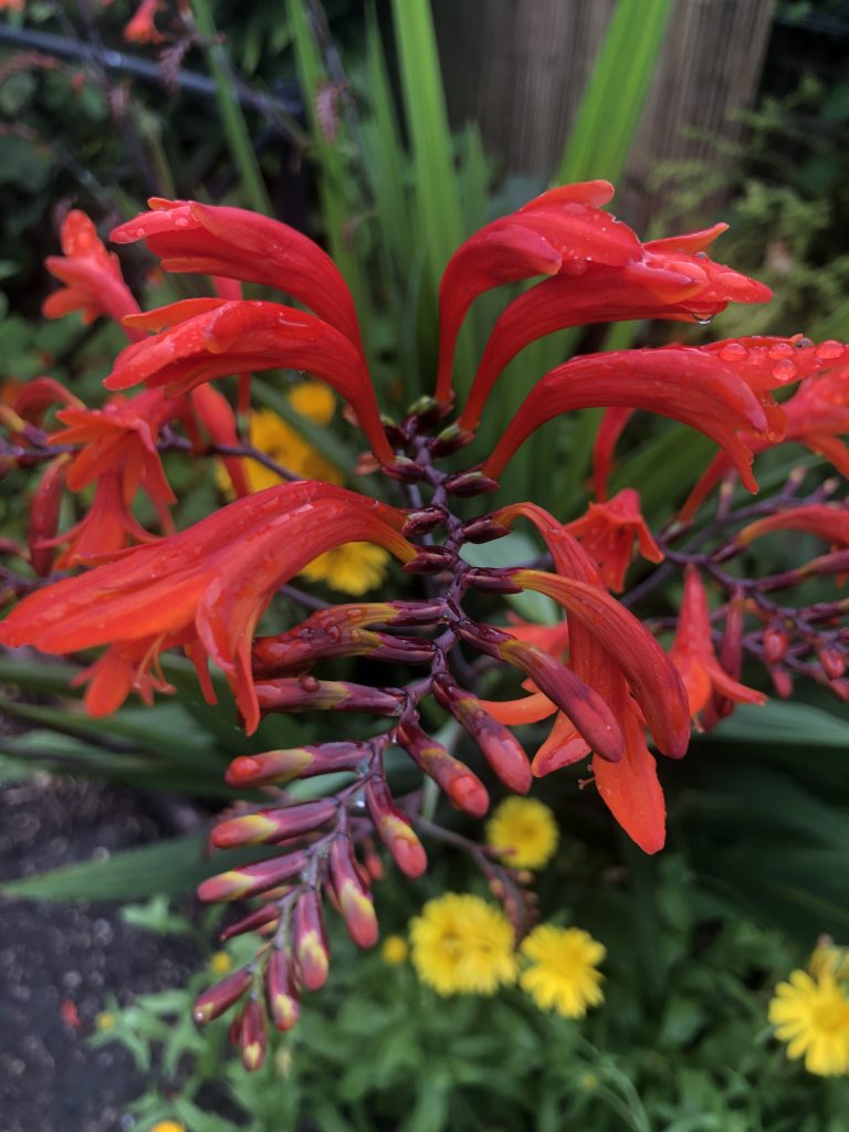 How long do Crocosmias flower for in the UK?
