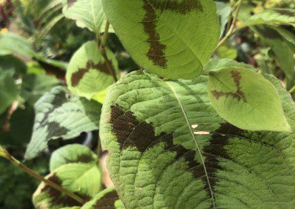 How to grow Persicaria virginiana ‘Lance Corporal’