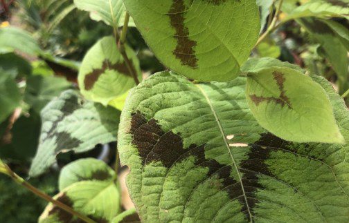 How to grow Persicaria virginiana ‘Lance Corporal’