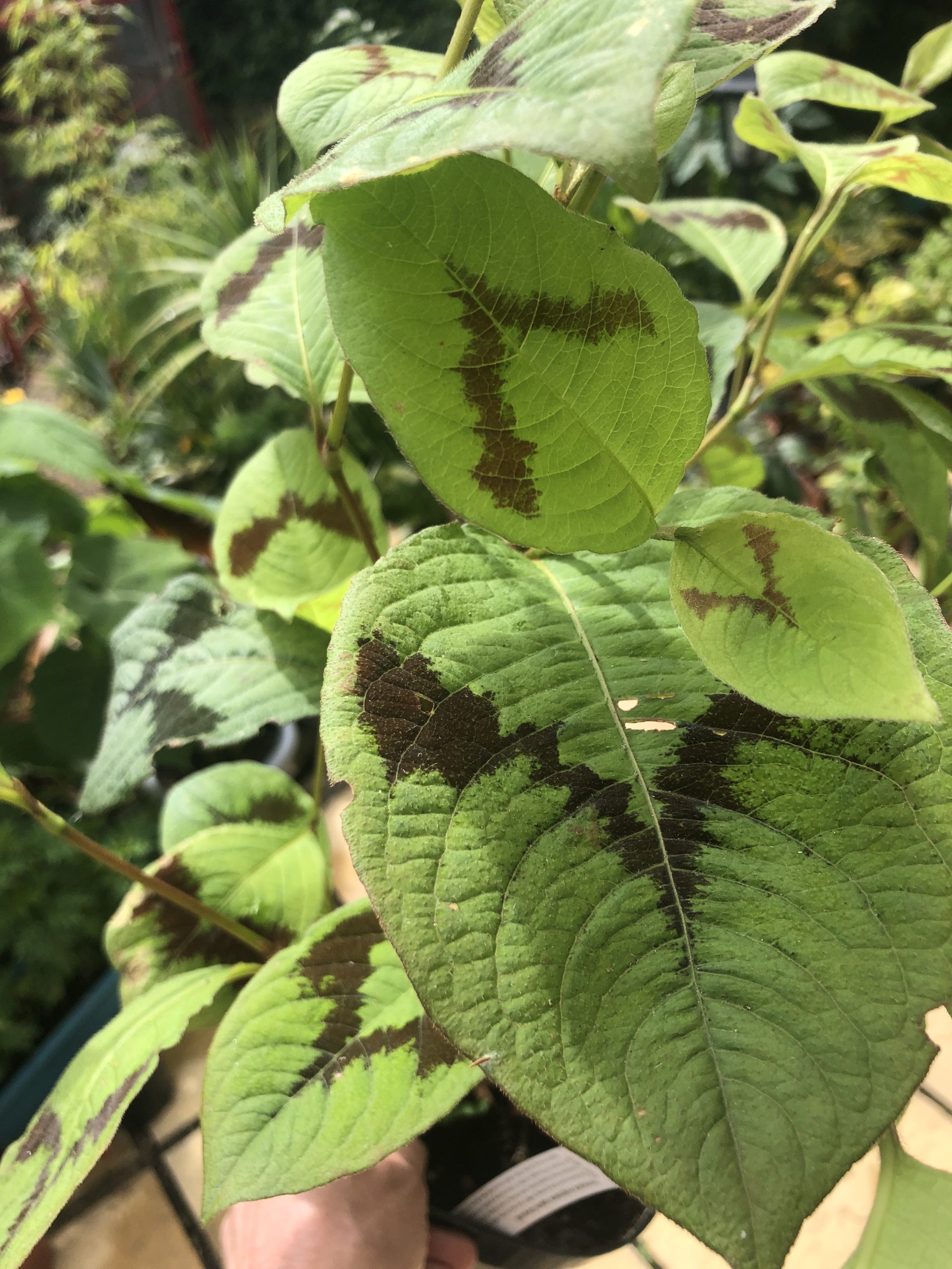 Persicaria virginiana 'Lance Corporal'