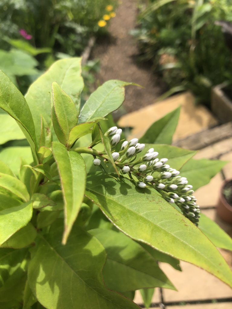 Lysimachia clethroides