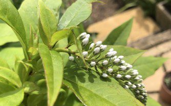 How to grow Lysimachia clethroides