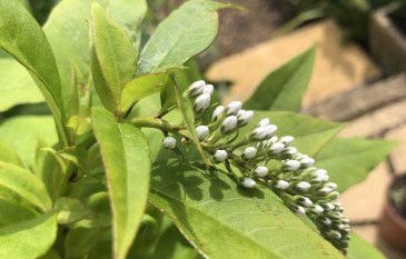 How to grow Lysimachia clethroides