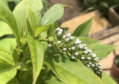 How to grow Lysimachia clethroides