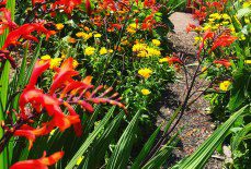 How long do Crocosmias flower for?