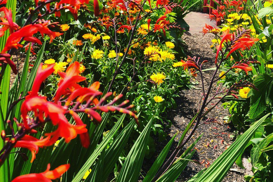 How long do Crocosmias flower for?