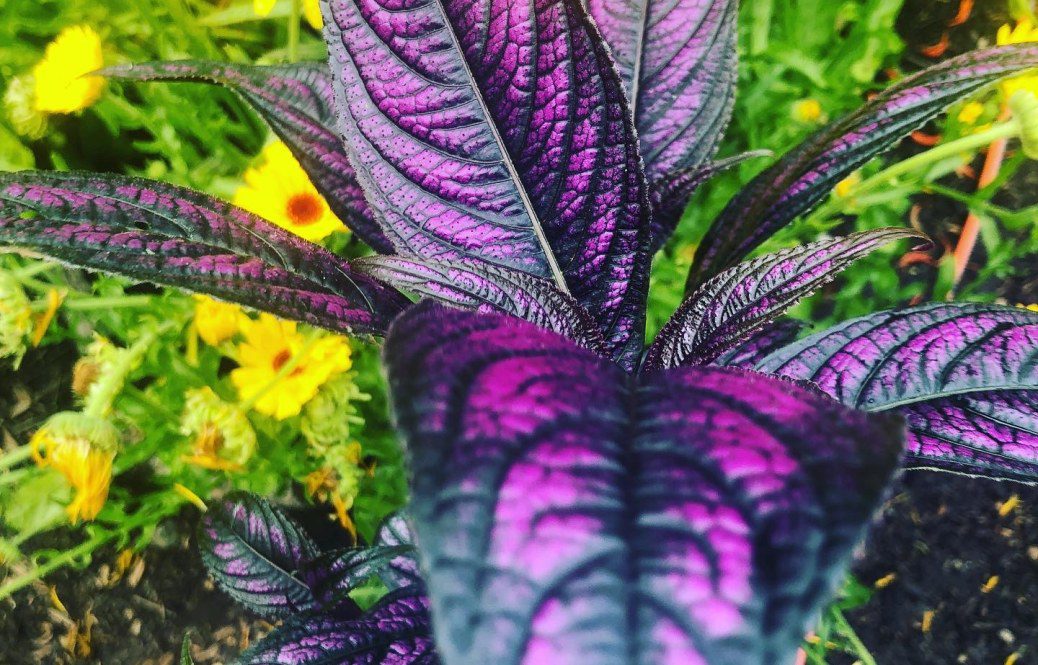 How to grow Persian Shield in the UK