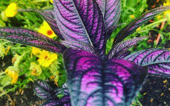 How to grow Persian Shield in the UK