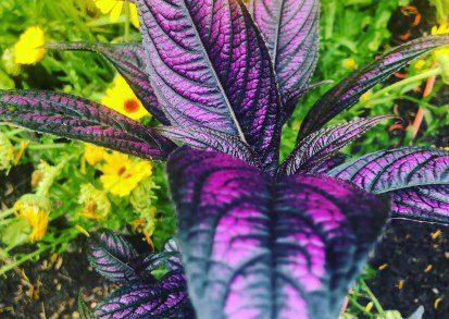 How to grow Persian Shield in the UK