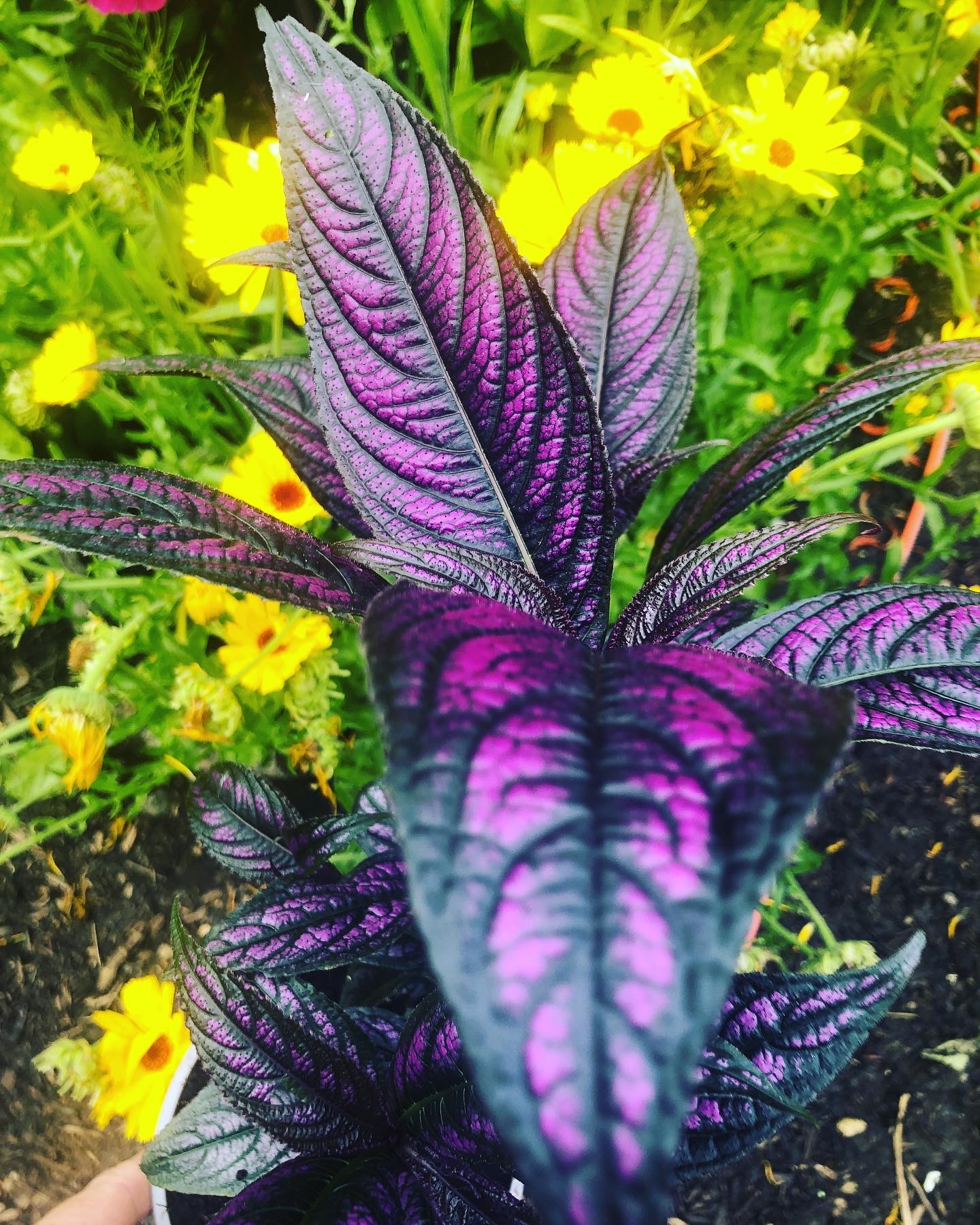 Persian shield