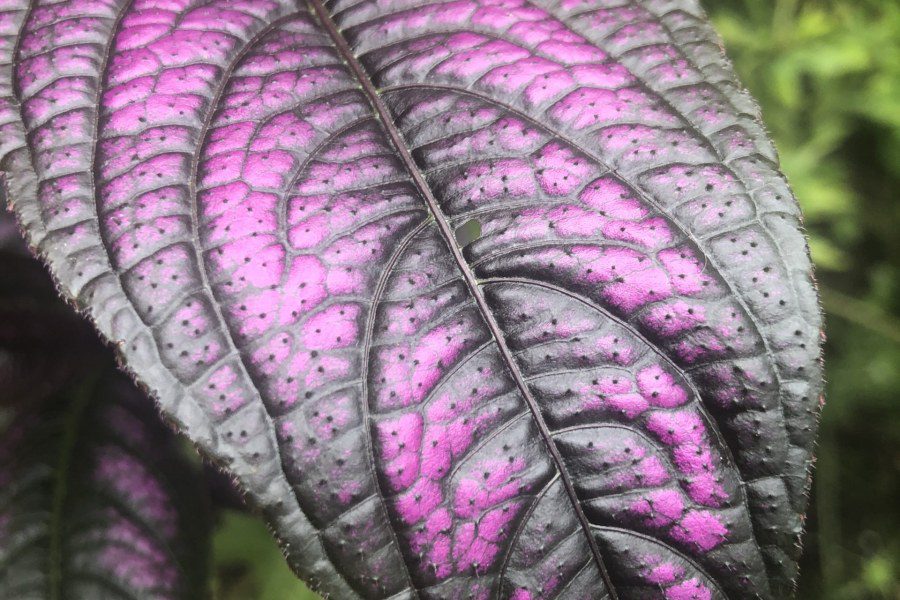 Can Persian shield be grown outdoors in the UK?