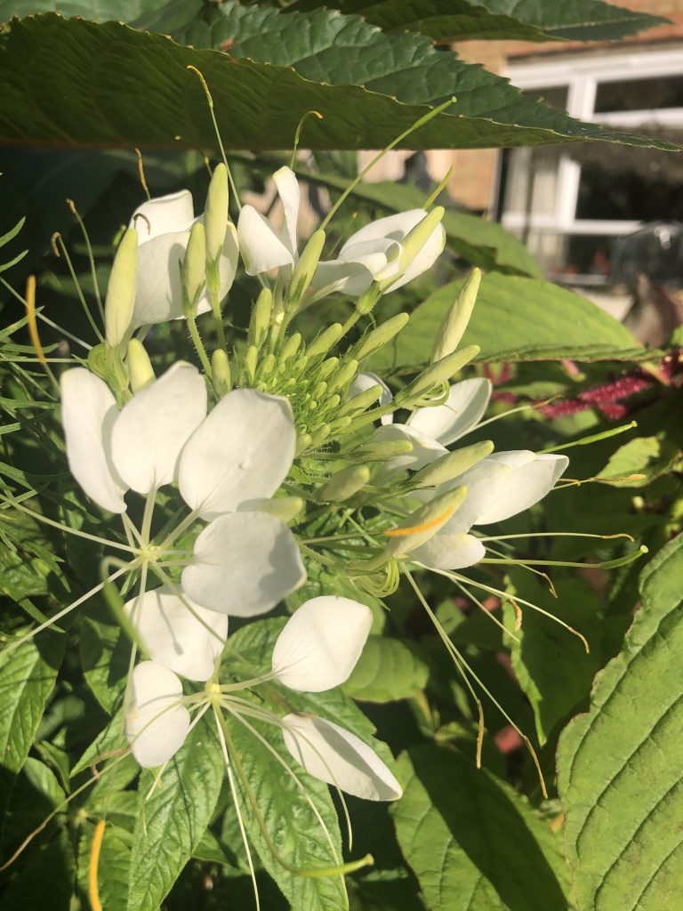 How to grow and care for Cleome