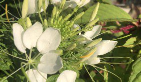 How to grow and care for Cleome