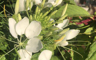 How to grow and care for Cleome