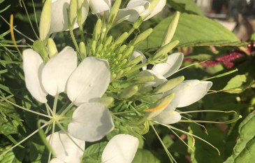 How to grow and care for Cleome