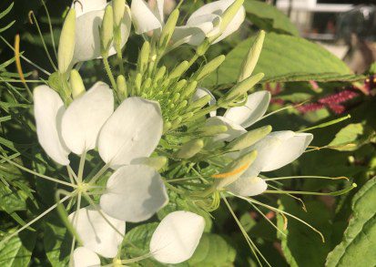 How to grow and care for Cleome