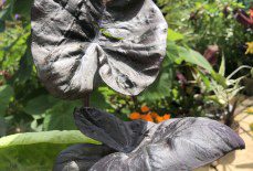 Is Colocasia ‘Black Coral’ hard to grow?