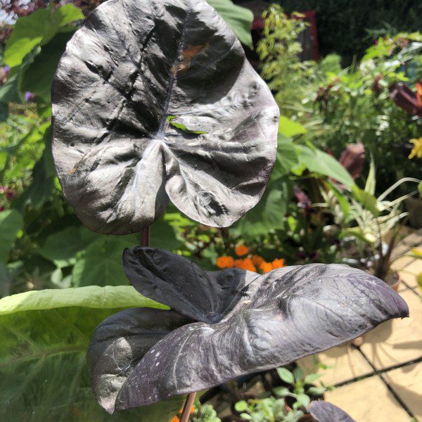 Is Colocasia ‘Black Coral’ hard to grow?