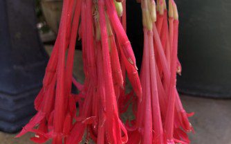 How to grow Fuchsia Boliviana in the UK