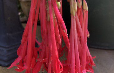 How to grow Fuchsia Boliviana in the UK