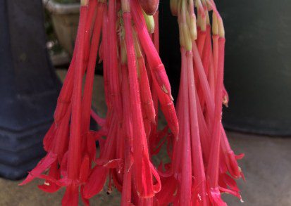 How to grow Fuchsia Boliviana in the UK