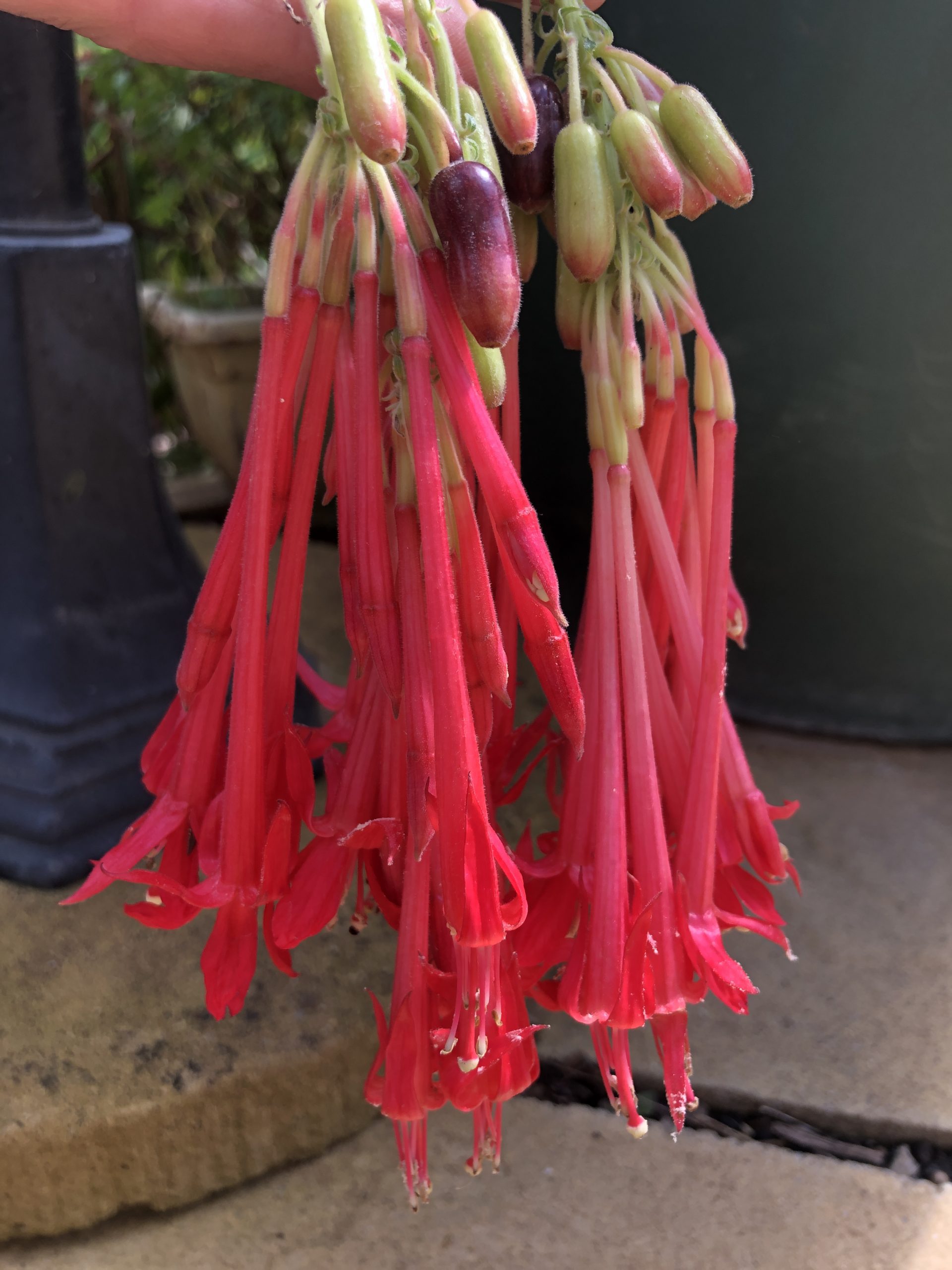 How to grow Fuchsia Boliviana in the UK