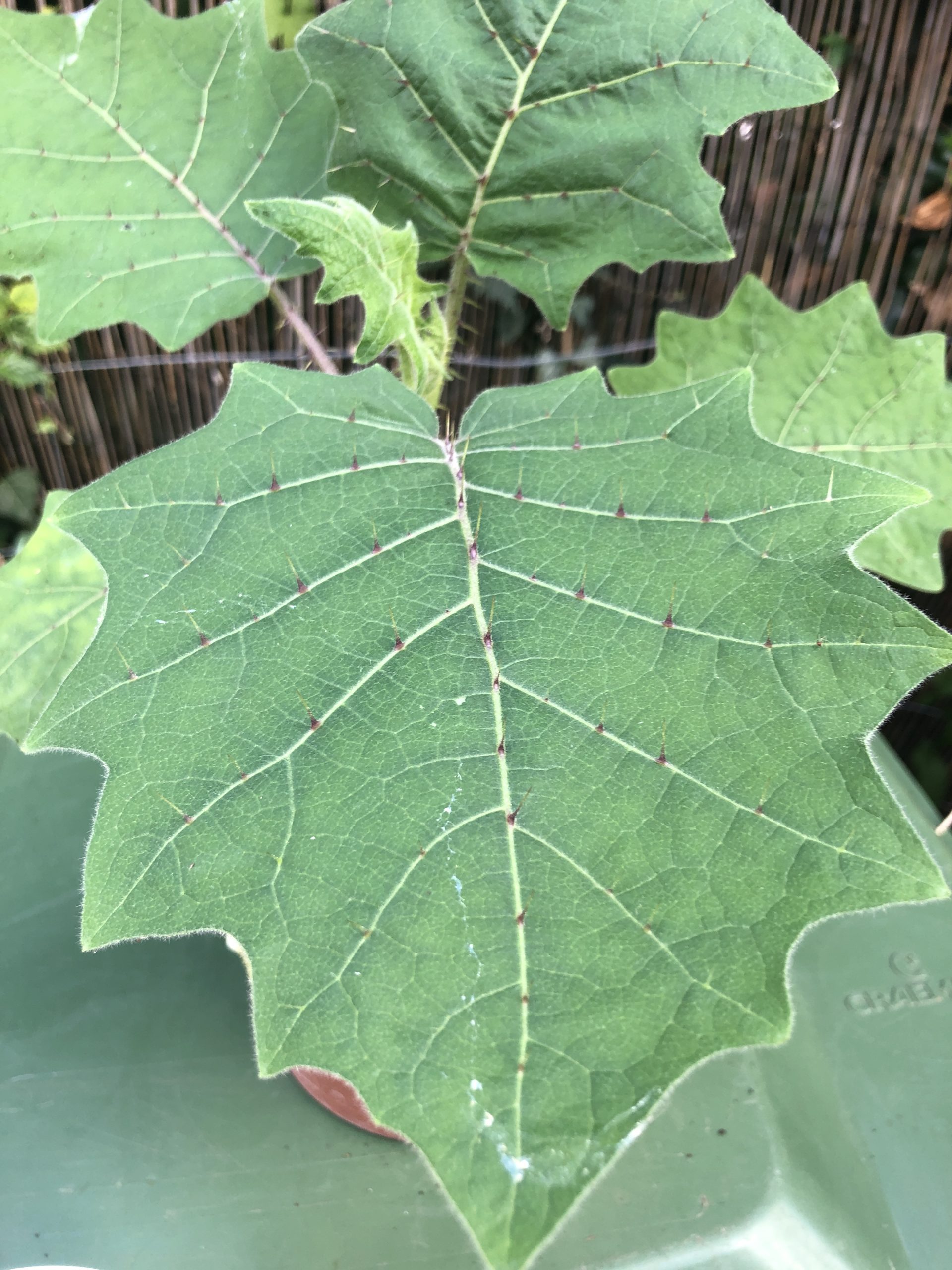 How to grow Solanum quitoense in the UK