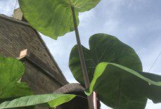 Will Colocasia esculenta ‘Pink China’ survive a UK winter?