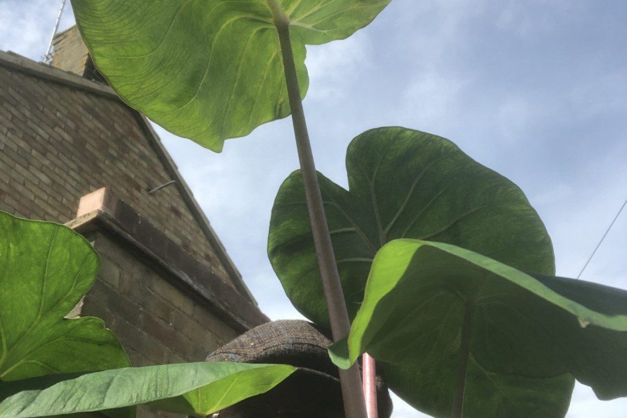 Will Colocasia esculenta ‘Pink China’ survive a UK winter?