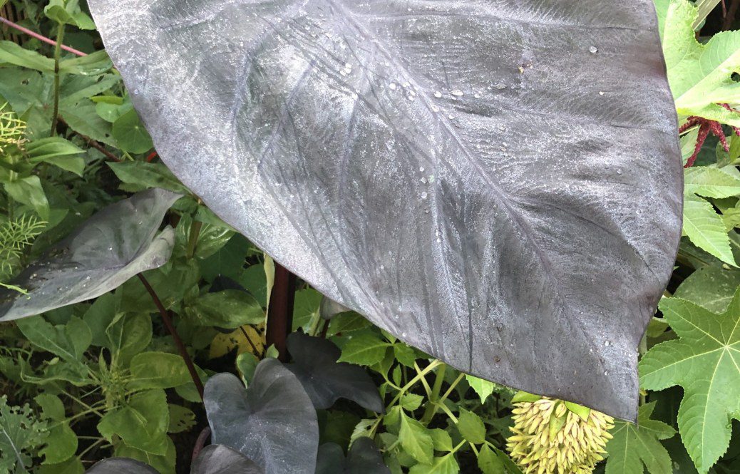 How to grow Colocasia esculenta ‘Black Magic’