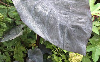 How to grow Colocasia esculenta ‘Black Magic’