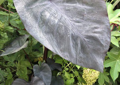 How to grow Colocasia esculenta ‘Black Magic’