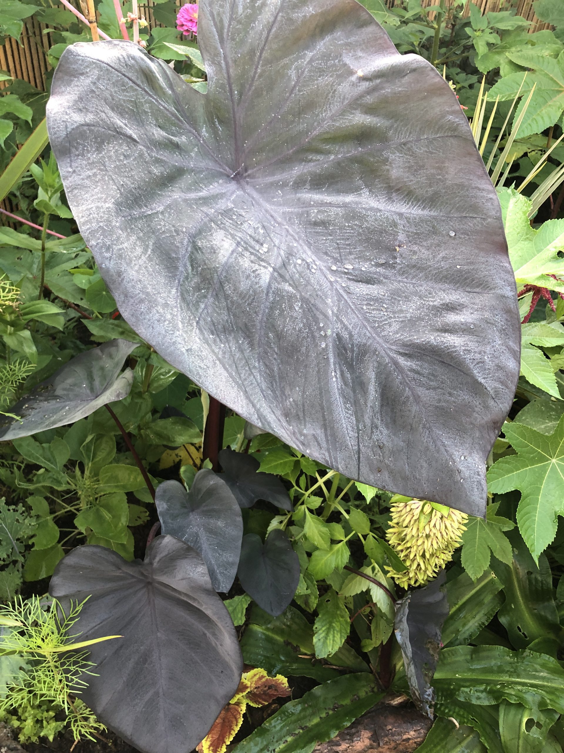 Colocasia esculenta 'Black Magic'