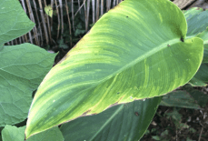 Is there a cure for Canna virus?