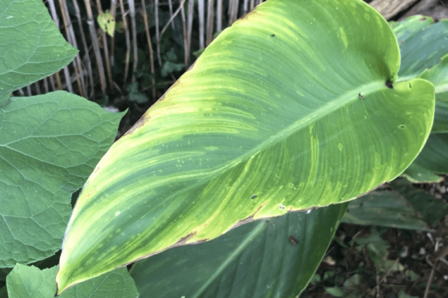 Is there a cure for Canna virus?