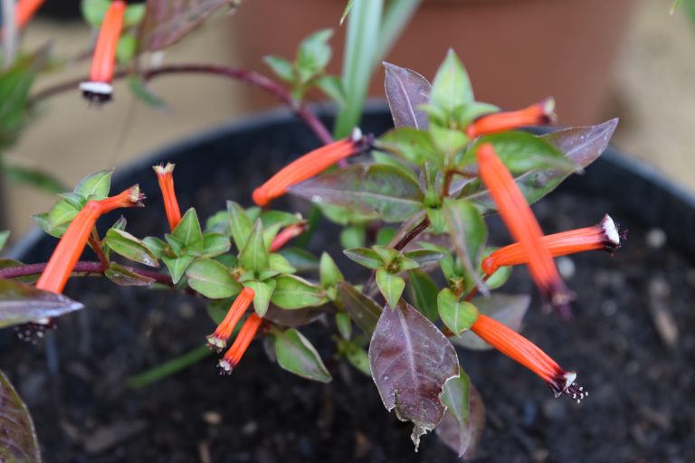 How to grow Cuphea ignea, cigar plant