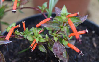 How to grow Cuphea ignea, cigar plant