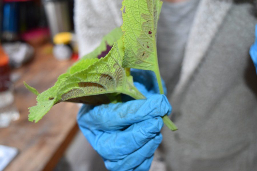 How to take coleus cuttings